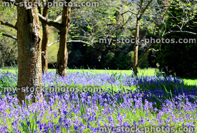 Stock image of bluebells growing on woodland floor, beneath trees, purple flowers