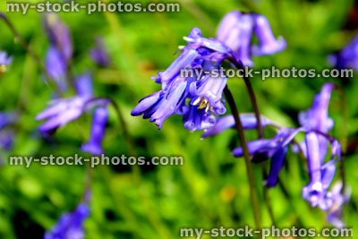 Stock image of bluebell flowers, showing their rich purple colour (close up)