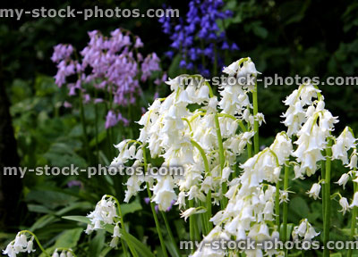 Stock image of different colours of bluebell flowers white, pink / lilac and purple