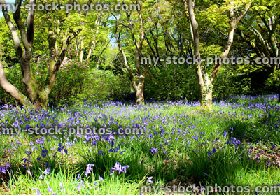Stock image of bluebells growing on woodland floor, maple trees and purple flowers