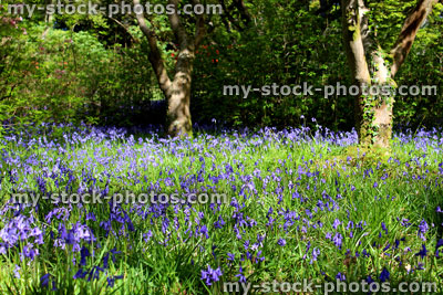 Stock image of bluebells growing on woodland floor, Japanese maples and purple flowers