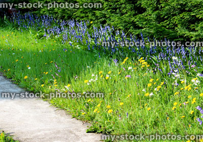 Stock image of weedy lawn with wildflowers, including bluebells and dandelions