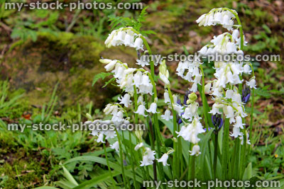Stock image of white bluebell flowers in woodland garden, in spring