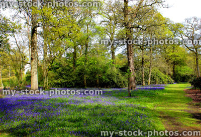 Stock image of bluebells carpeting grass under trees of a woodland area