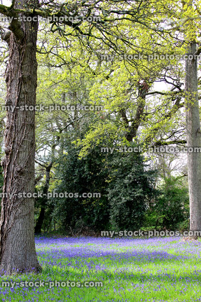 Stock image of bluebells carpeting grass under trees of a woodland area