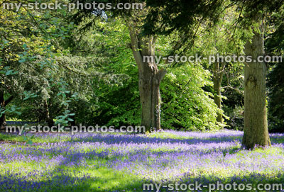 Stock image of spring woodland with deciduous trees and purple bluebells in flower