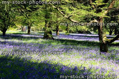 Stock image of springtime woodland with deciduous trees and purple bluebells in flower