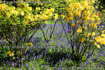 Stock image of purple bluebell flowers beneath yellow azalea blooms (rhododendron)