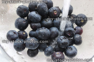 Stock image of fresh organic blueberries / blueberry berries, washed under tap