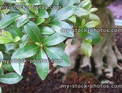 Stock image of Bonsai Azalea leaves (close up)