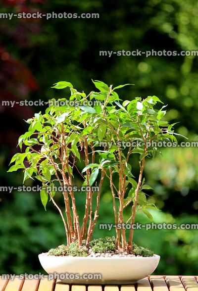 Stock image of weeping fig bonsai tree group (ficus benjamina natasja), white pot