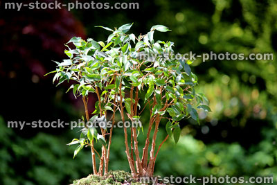 Stock image of weeping fig bonsai tree group (ficus benjamina natasja), garden background