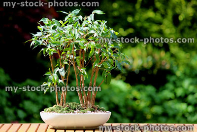 Stock image of weeping fig bonsai tree group (ficus benjamina natasja), plant pot