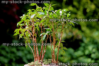 Stock image of weeping fig bonsai tree group (ficus benjamina natasja), no pot
