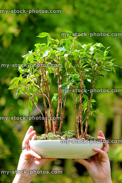 Stock image of fig bonsai tree group (ficus benjamina natasja), held in hands