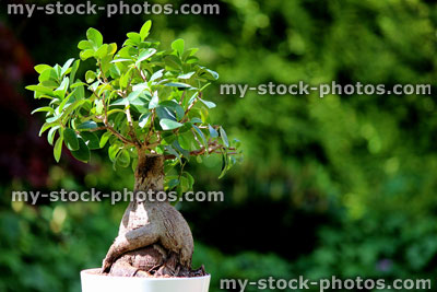 Stock image of fig bonsai tree plant (ficus microcarpa ginseng), white flower pot