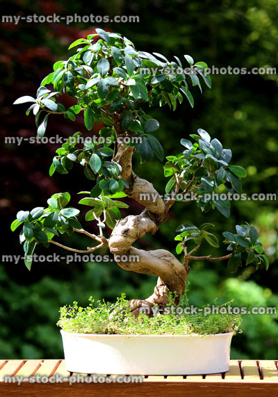 Stock image of bendy fig bonsai tree plant (ficus microcarpa ginseng), white pot