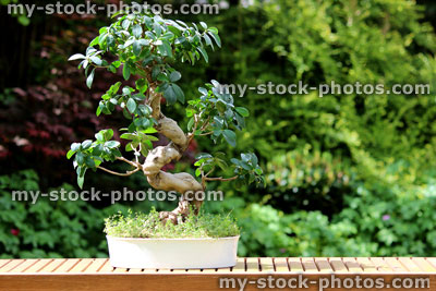 Stock image of indoor fig bonsai tree plant (ficus microcarpa ginseng), white pot
