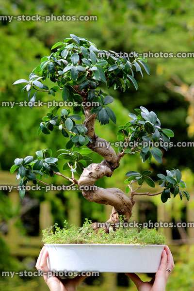 Stock image of s shaped fig bonsai tree (ficus microcarpa ginseng), held in hands
