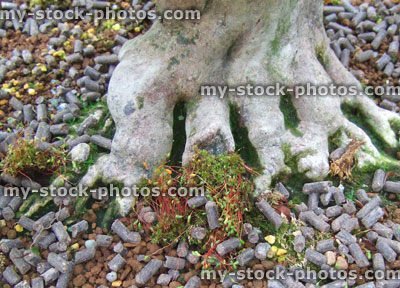 Stock image of Bonsai Azalea roots and pelleted fertiliser (close up)