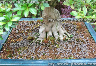Stock image of bonsai azalea roots and chicken fertiliser pellets (close up)