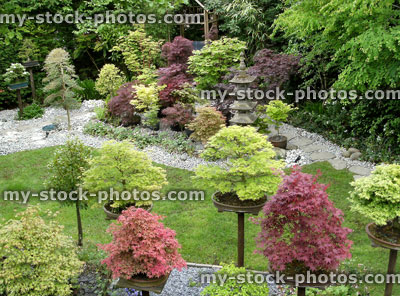 Stock image of ornamental Japanese garden, red maple bonsai trees, plinths