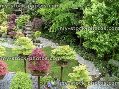 Stock image of ornamental Japanese garden, maple bonsai trees, stepping stones, lawn