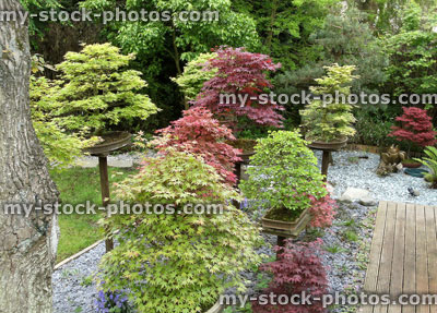 Stock image of ornamental Garden, bonsai trees on plinths