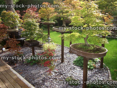 Stock image of bonsai trees in Japanese garden, individual wooden plinths