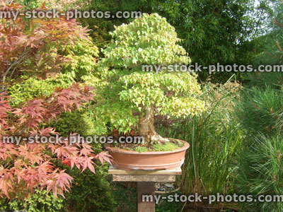 Stock image of large trident maple bonsai tree in Japanese garden