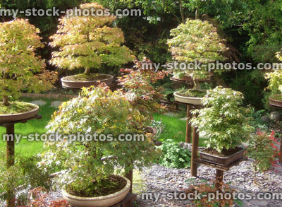Stock image of maple bonsai trees / Japanese garden, individual wooden plinths