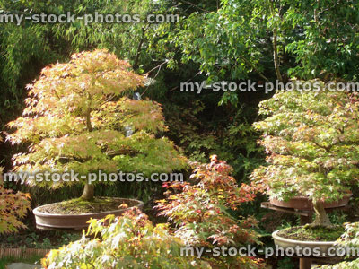Stock image of maple bonsai trees / Japanese garden, individual wooden plinths