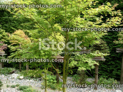 Stock image of Japanese Maple (Acer Palmatum) in a garden (close up)