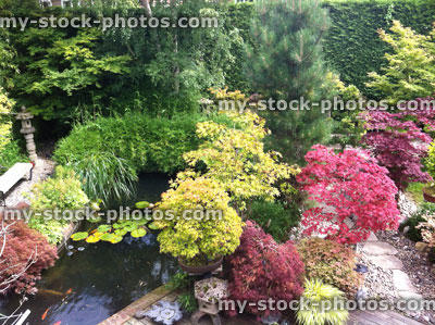 Stock image of small Japanese garden with pond, maples, bonsai trees