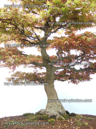 Stock image of Bonsai Japanese Mountain Maple (Acer Palmatum)