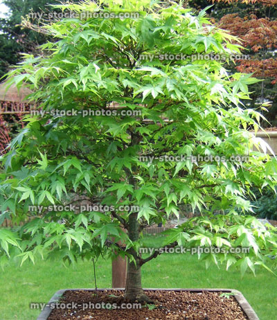 Stock image of maple bonsai tree (acer palmatum 'kashima'), green leaves
