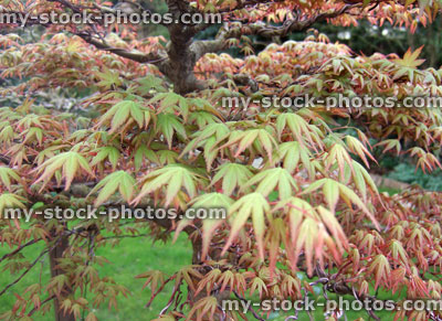 Stock image of green red leaves on bonsai tree (acer palmatum)