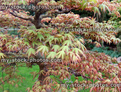 Stock image of green red leaves on bonsai tree (acer palmatum)