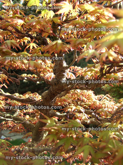 Stock image of brown spring leaves on bonsai tree (acer palmatum)