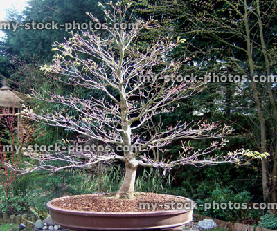 Stock image of maple bonsai tree, spring, leafing out, leaf buds opening