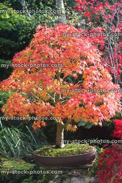 Stock image of Japanese maple bonsai tree with red autumn leaves