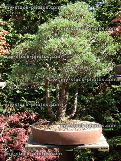 Stock image of multi trunked bonsai tree, Scots pine (pinus sylvestris)