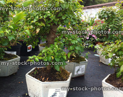 Stock image of outdoor bonsai trees for sale at garden centre