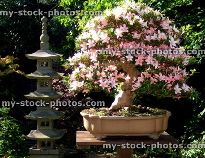 Stock image of Satsuki Azalea Bonsai Tree, Variety 'Nikko'