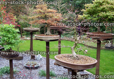 Stock image of bonsai displayed in a slate border