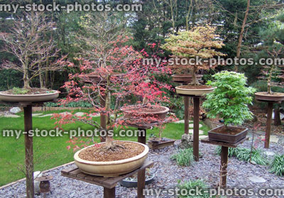 Stock image of Garden Bonsai Display (close up)