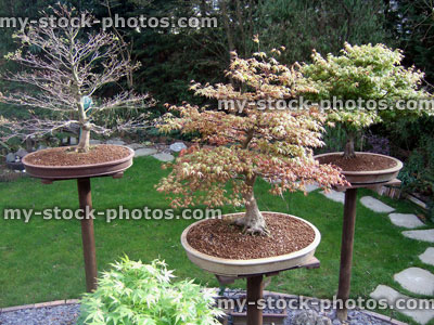 Stock image of Garden Bonsai Display (close up)