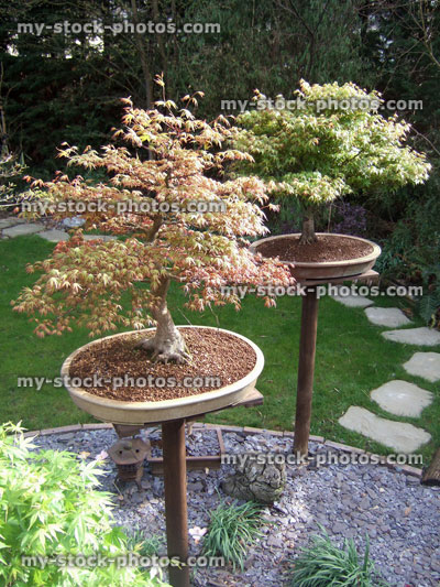 Stock image of bonsai displayed in a slate border