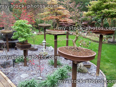 Stock image of Bonsai Trees Displayed in a Slate Border 
