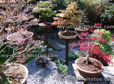 Stock image of maple bonsai trees on wooden plinths, Japanese garden